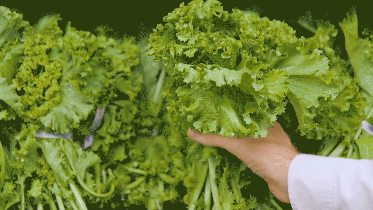 Lettuce GIF