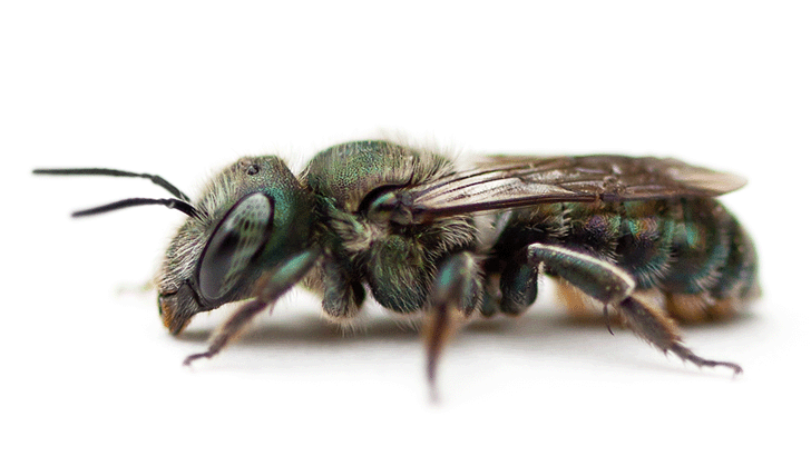 Sweat Bee - Halictidae