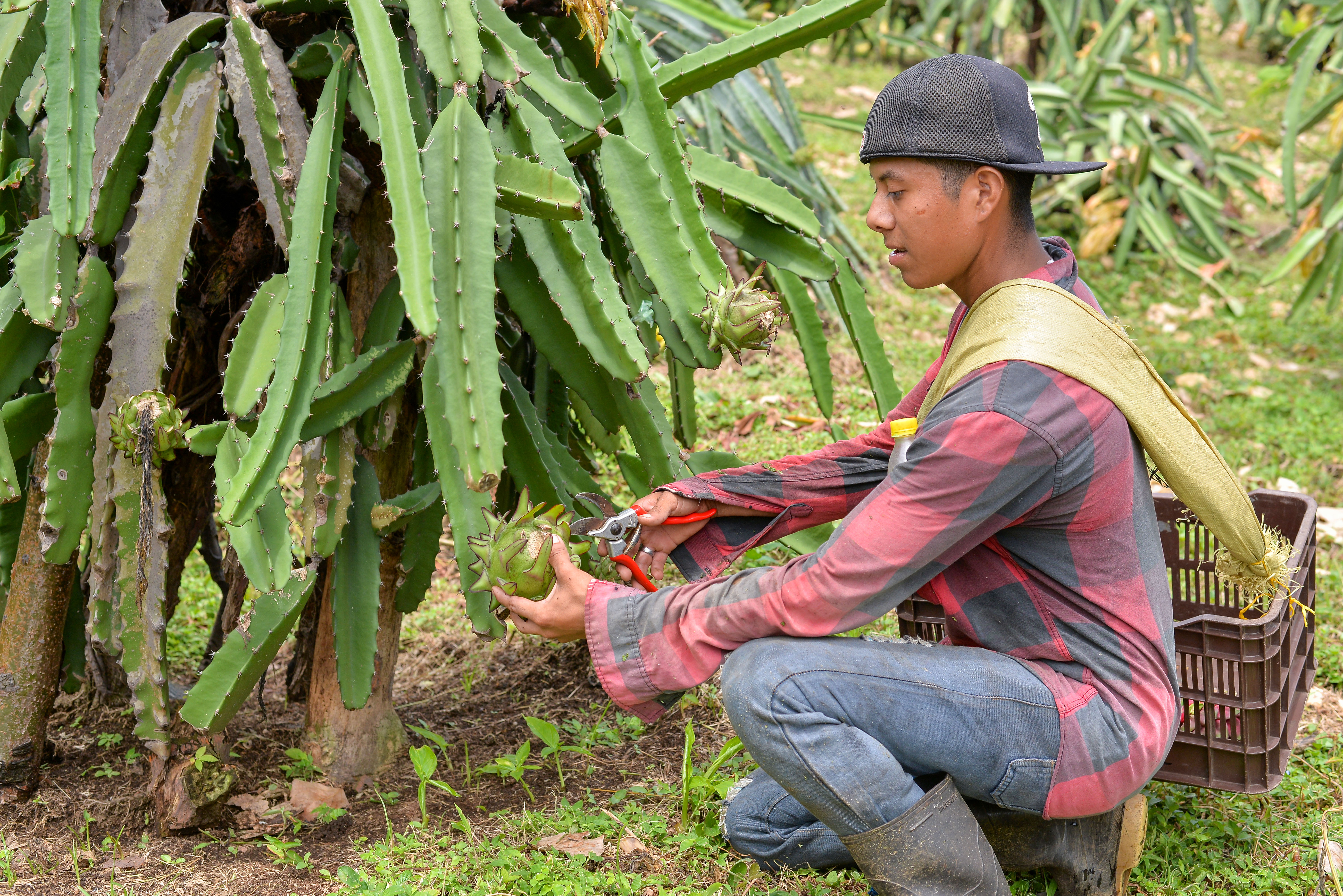Nicaragua se alza como el principal país exportador de pitahaya en la región